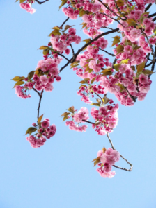 Spring flowers - blooming tree