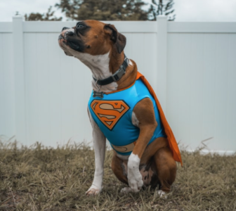 Boxer in Superman Costume