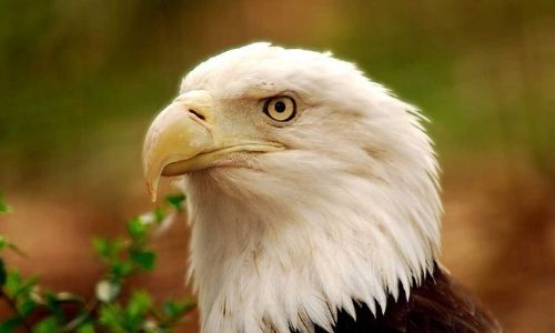 Eagle Awarness Trip to Guntersville State Park Cover Photo
