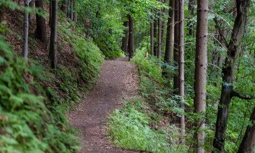 Take a Hike Trekking for Trees