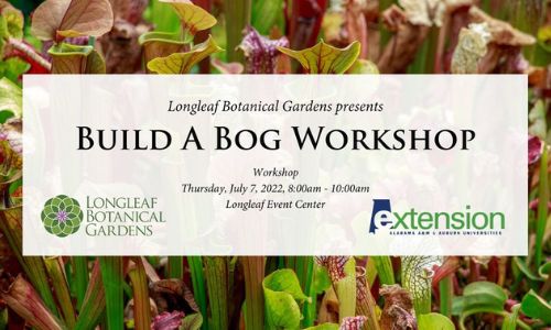 Build a Bog Workshop