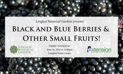 Third Thursday Black and Blue Berries & Other Small Fruits!