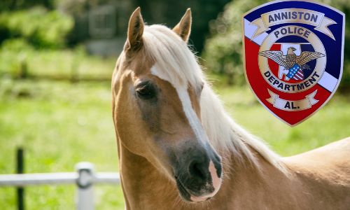 Anniston Police Respond to Report of Horse Neglect