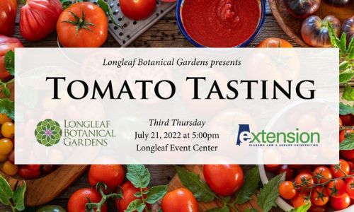 Tomato Tasting