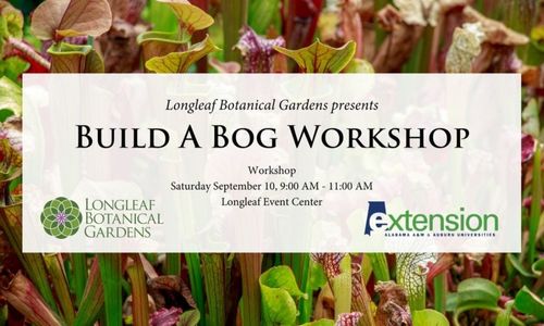Build a Bog Workshop