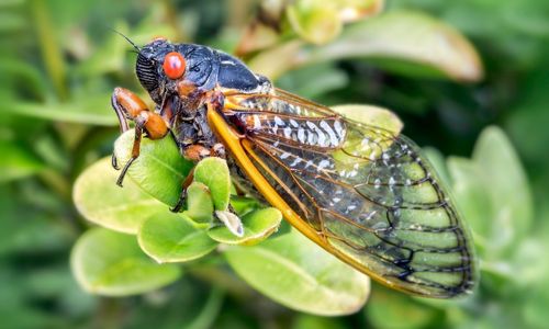 Cicadas Take Over at the Anniston Museums and Gardens