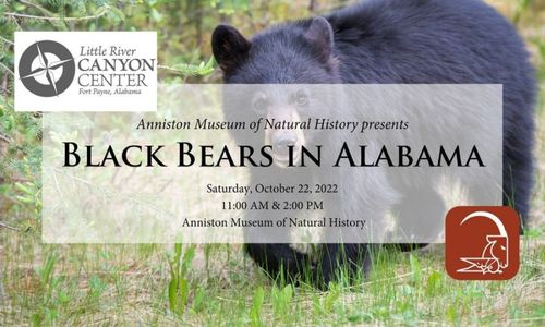 Black Bears in Alabama