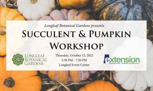 Succulent & Pumpkin Workshop