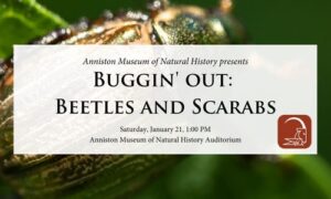 Buggin' Out Beetles and Scarabs at the Anniston Museums and Gardens