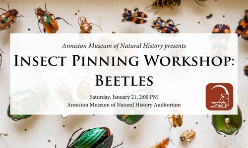 Insect Pinning Workshop Beetles