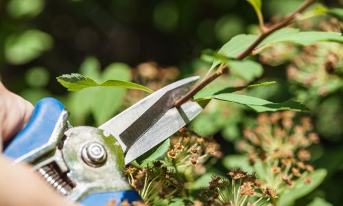 Let's Do it Right - Advice on the Proper Way to Prune