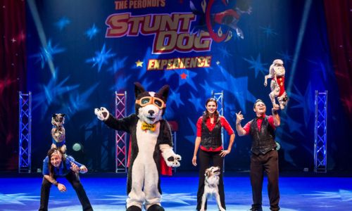The Stunt Dog Experience