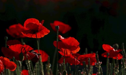 American Legion Auxiliary Unit 57 Holding Annual Poppy Drive