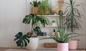 House Plant Collective