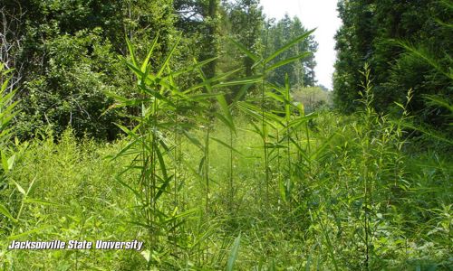 Tallapoosa Cane, or Arundinaria alabamensis, is a newly discovered native bamboo in Alabama, thanks to JSU Biology Professor Jimmy Triplett.