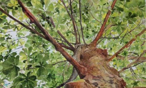 Creative Nature Watercolor Tree Art Anniston Museums and Gardens