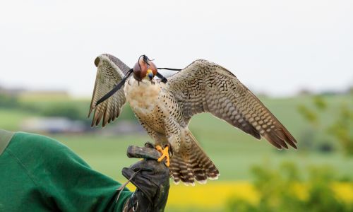 Falconry Then and Now