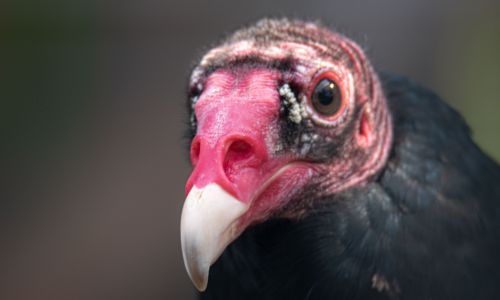 Gamecock Scientists Say “Vultures Need Love”