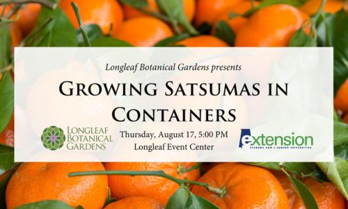 Growing Satsumas in Containers Anniston Museums and Gardens