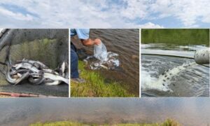 Lake Yahou Welcomes Carp, Catfish, Coppernose Bluegill Following State Testing