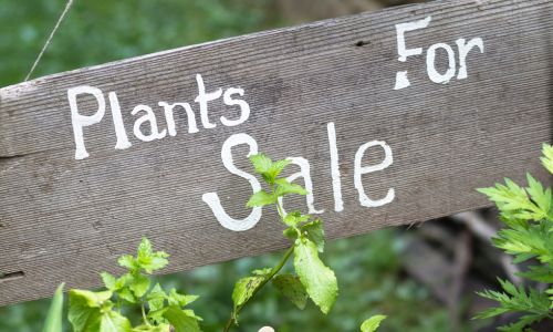 Third Thursday Plant Sale