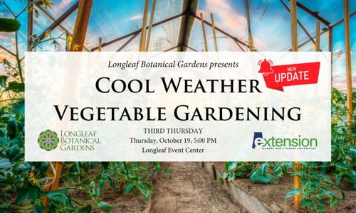 1 Cool Weather Vegetable Gardening