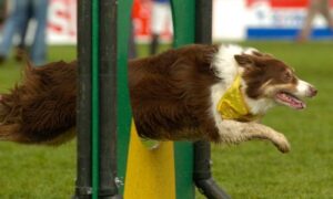 OneWorld Canine Fall Obstacle Run