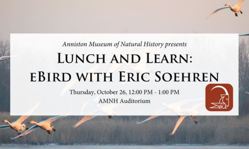 lunch and learn ebird with eric