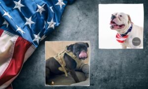 Pets 4 Vets Program