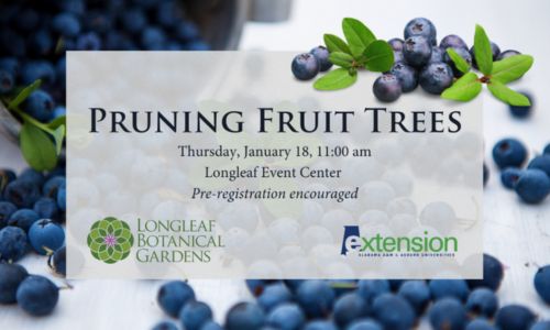 Pruning Fruit Trees