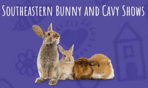Southeastern Bunny and Cavy Shows
