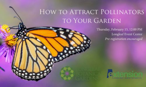 How to Attract Pollinators to Your Garden