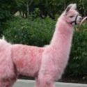Pink Llama Day