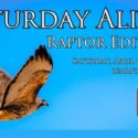 Saturday Alive! Raptor Edition
