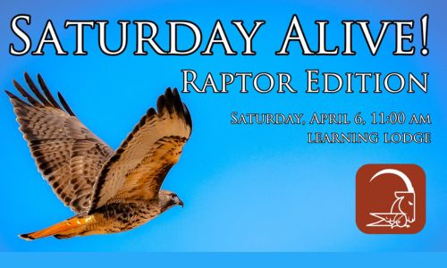 Saturday Alive! Raptor Edition