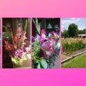 Exotic Plum Tart Gladiolus