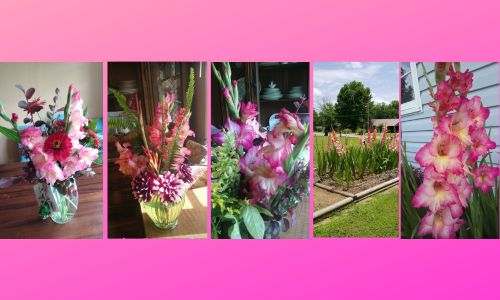 Exotic Plum Tart Gladiolus