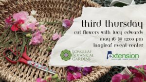 Third Thursday: Cut Flowers