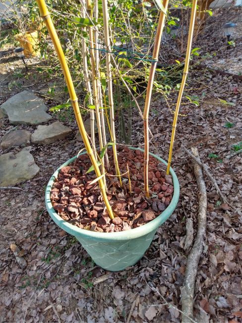 Bamboo In Pots