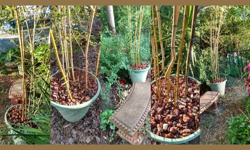 Bamboo In Pots