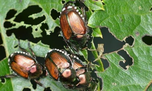 Japanese Beetles