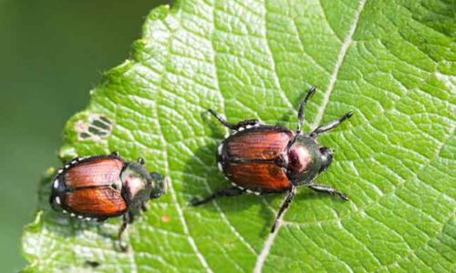 Japanese Beetles