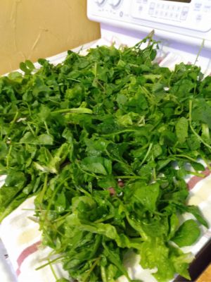 Lettuce, Kale, Spinach