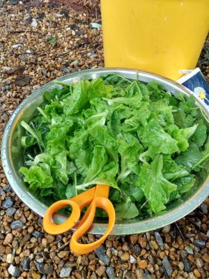 Lettuce, Kale, Spinach