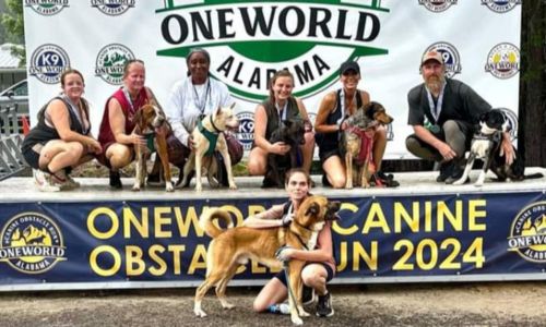 One World Pet Canine Obstacle Course