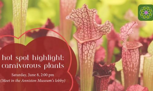 Explore Carnivorous Plants at Anniston Museums and Gardens