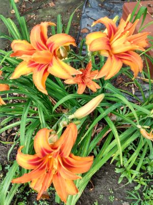 June To September Lilies