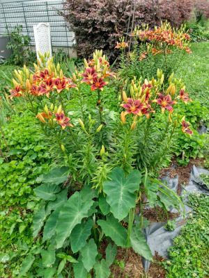 June To September Lilies