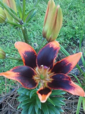 June To September Lilies