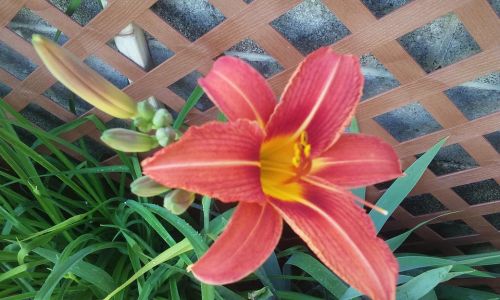 June To September Lilies